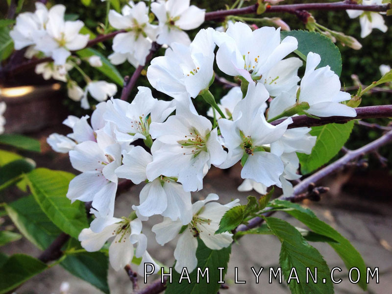 yoshino-cherry-blossom-bloom