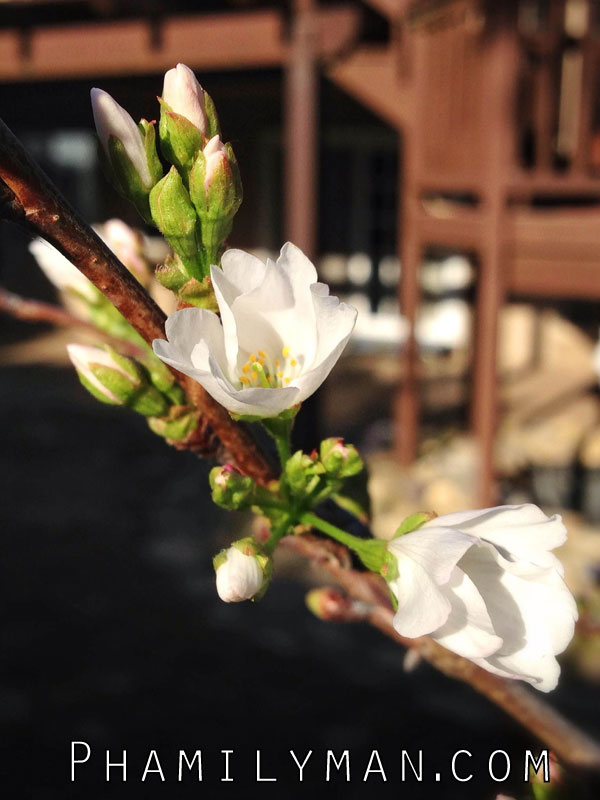 yoshino-cherry-blossom-budding